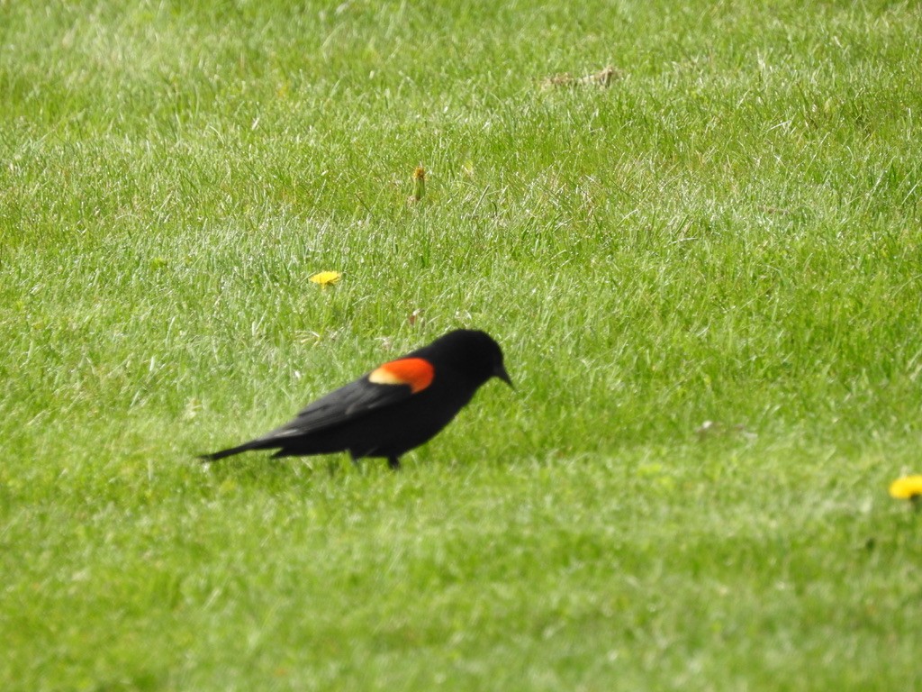 Red-winged Blackbird - ML465647521