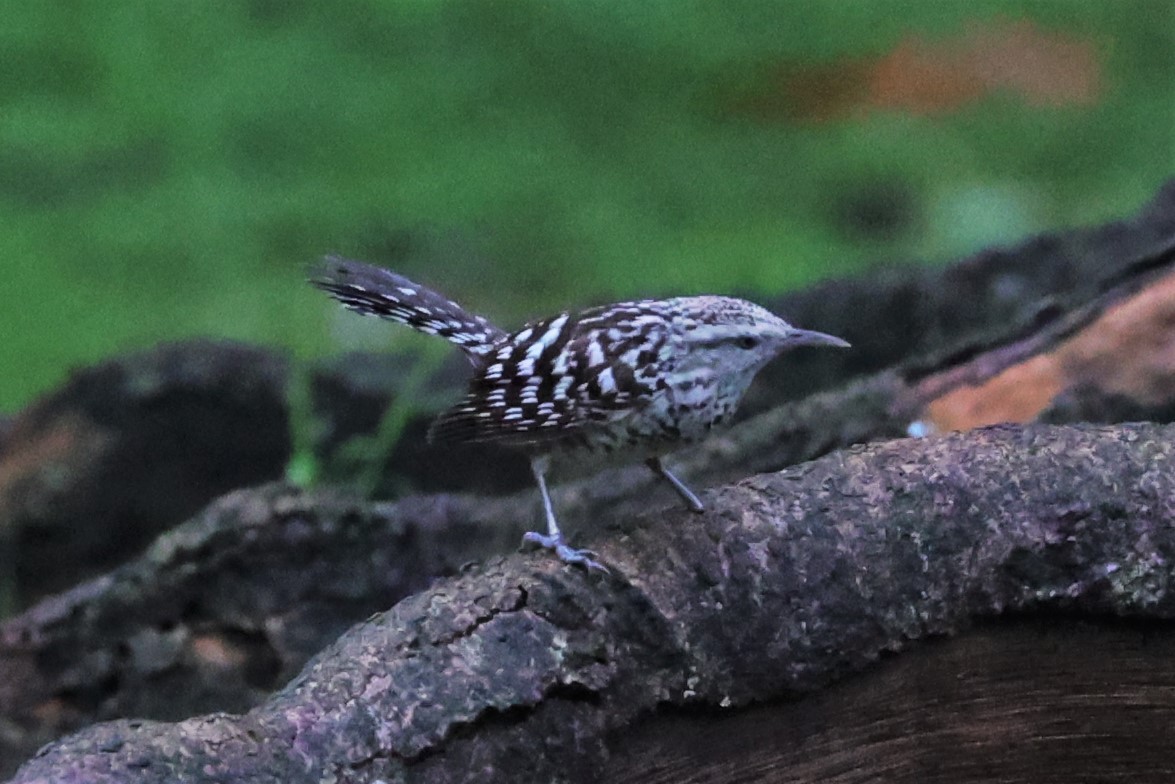 Stripe-backed Wren - ML465650351
