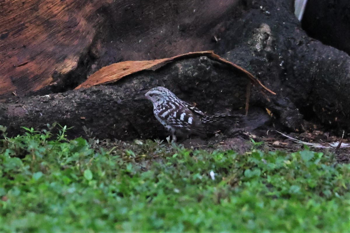 Stripe-backed Wren - ML465650381