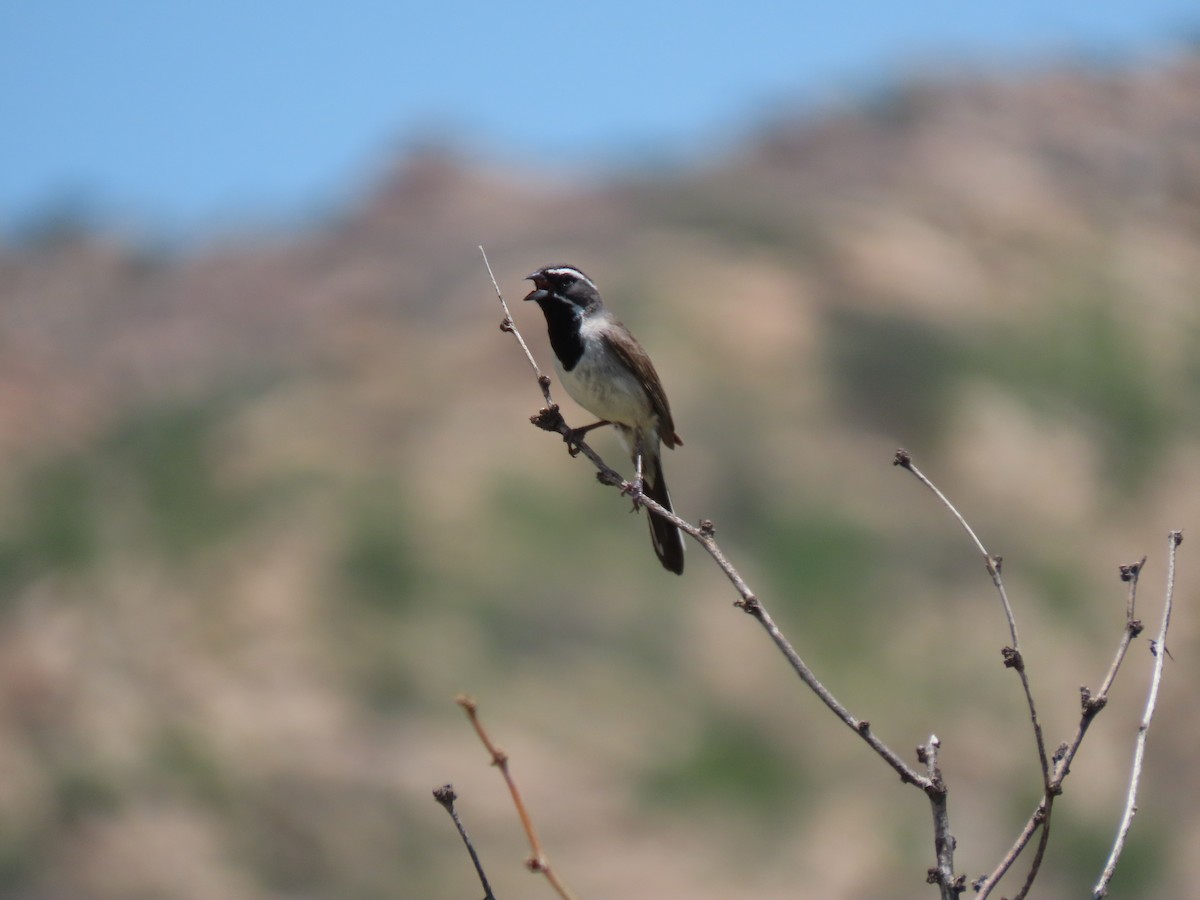 Black-throated Sparrow - ML465653031