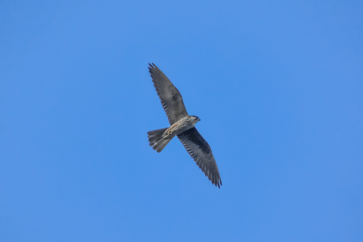 Eleonora's Falcon - Joan Balfagón