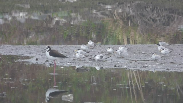 Yellow-billed Tern - ML465654501