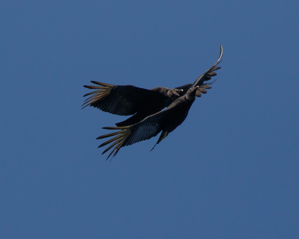 Black Vulture - ML465657911