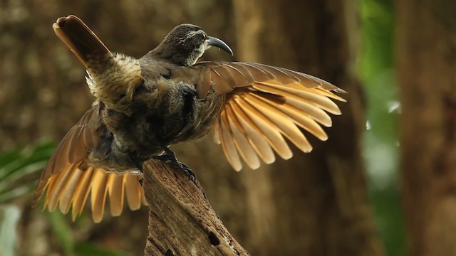 Schildparadiesvogel - ML465659