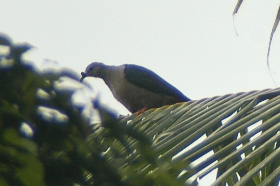 Pacific Imperial-Pigeon - Eric VanderWerf