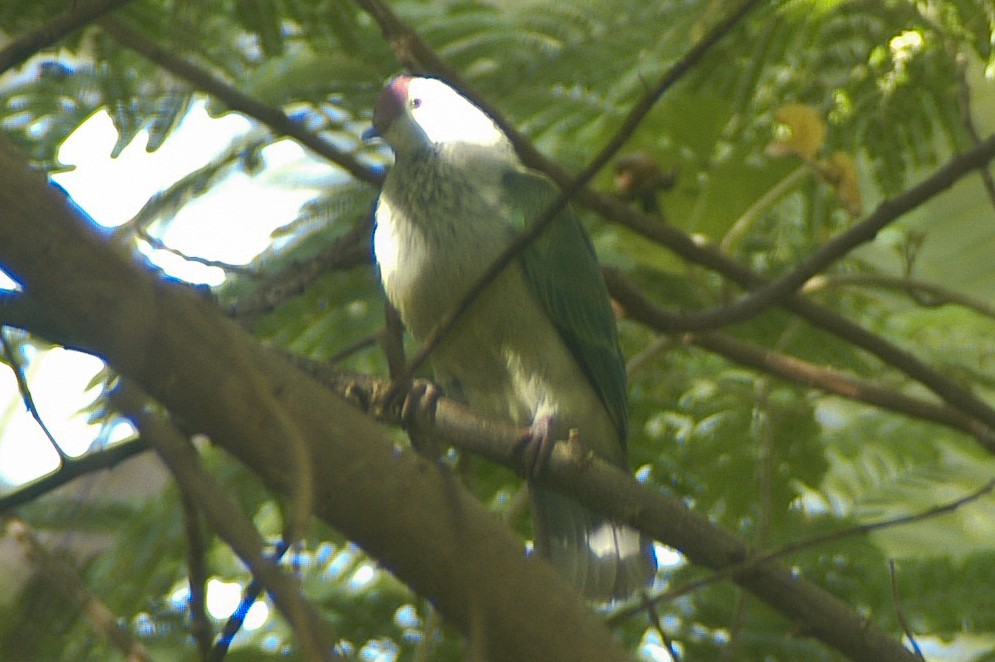 Cook Islands Fruit-Dove - Eric VanderWerf