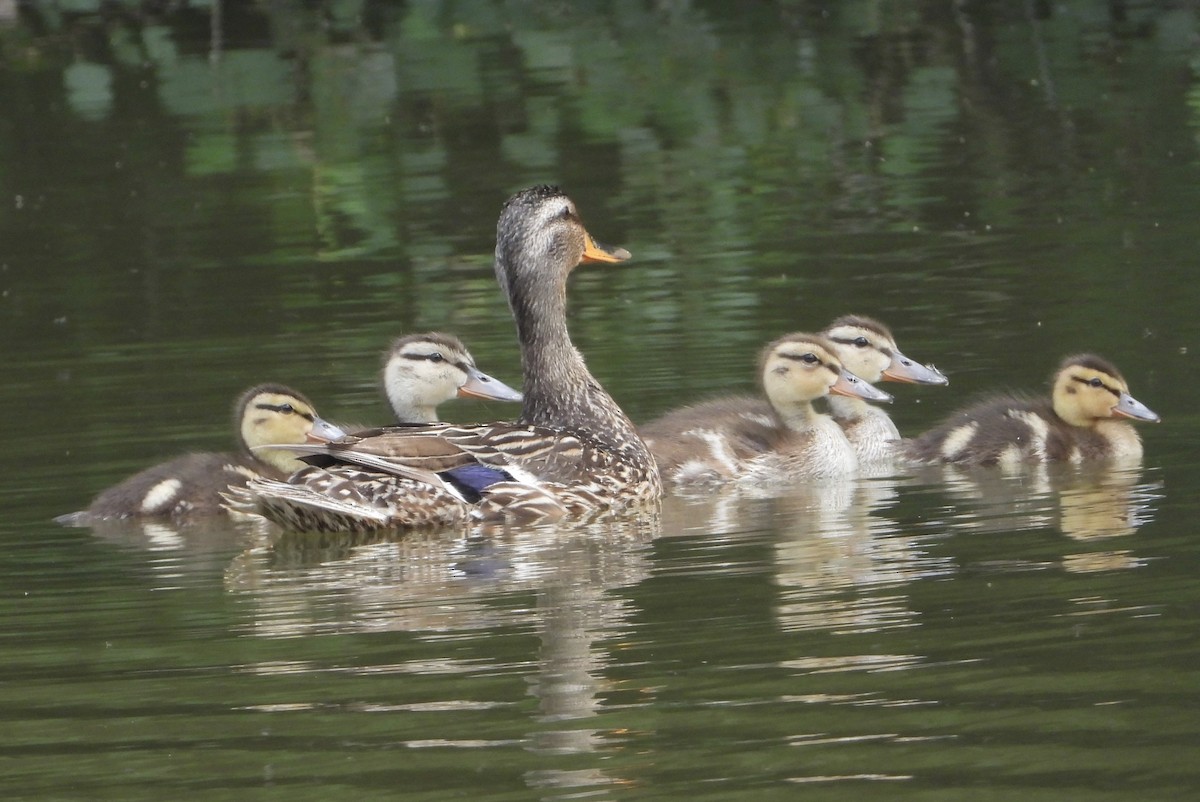 Mallard - inga schmidt