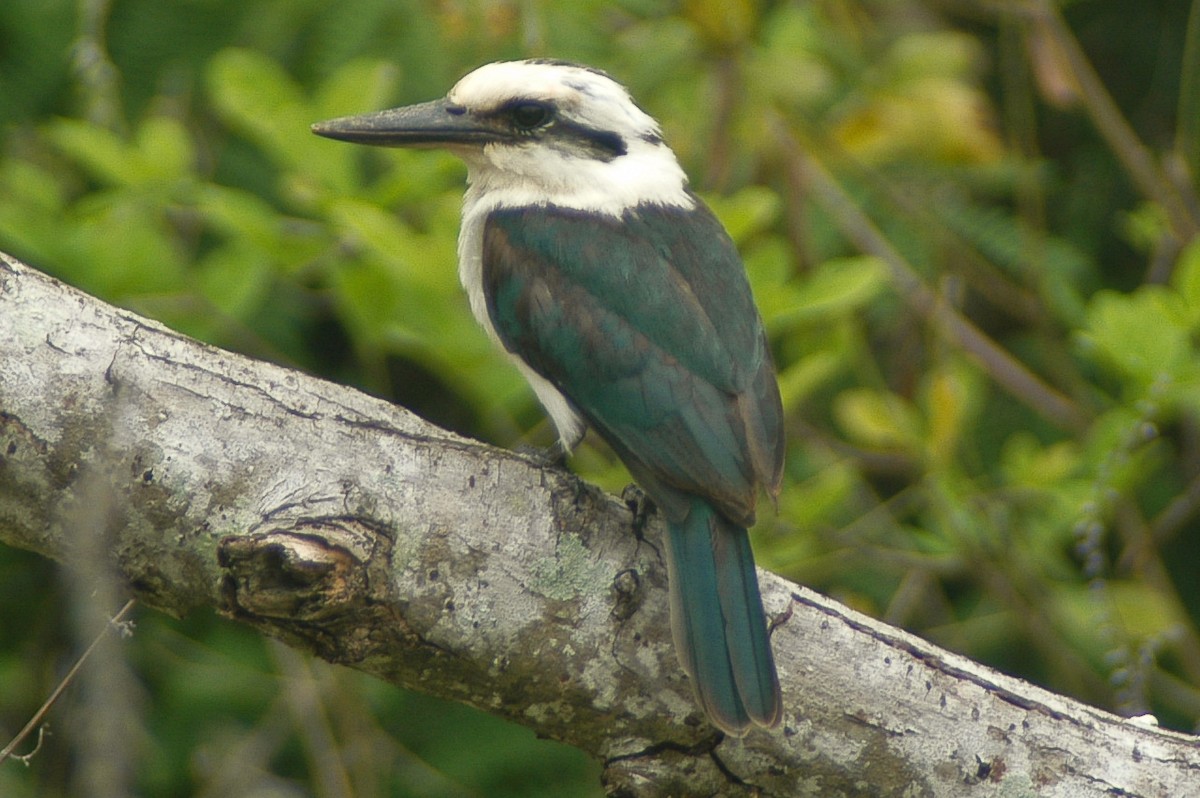 Chattering Kingfisher - ML46566031