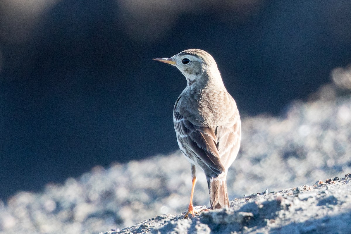 American Pipit - Garrett Lau