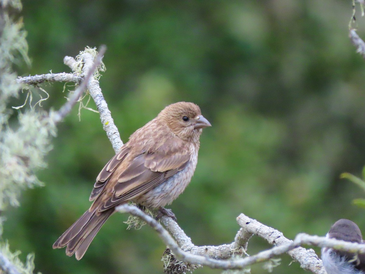 House Finch - ML465661111