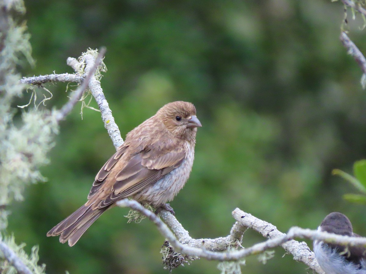 House Finch - ML465661121