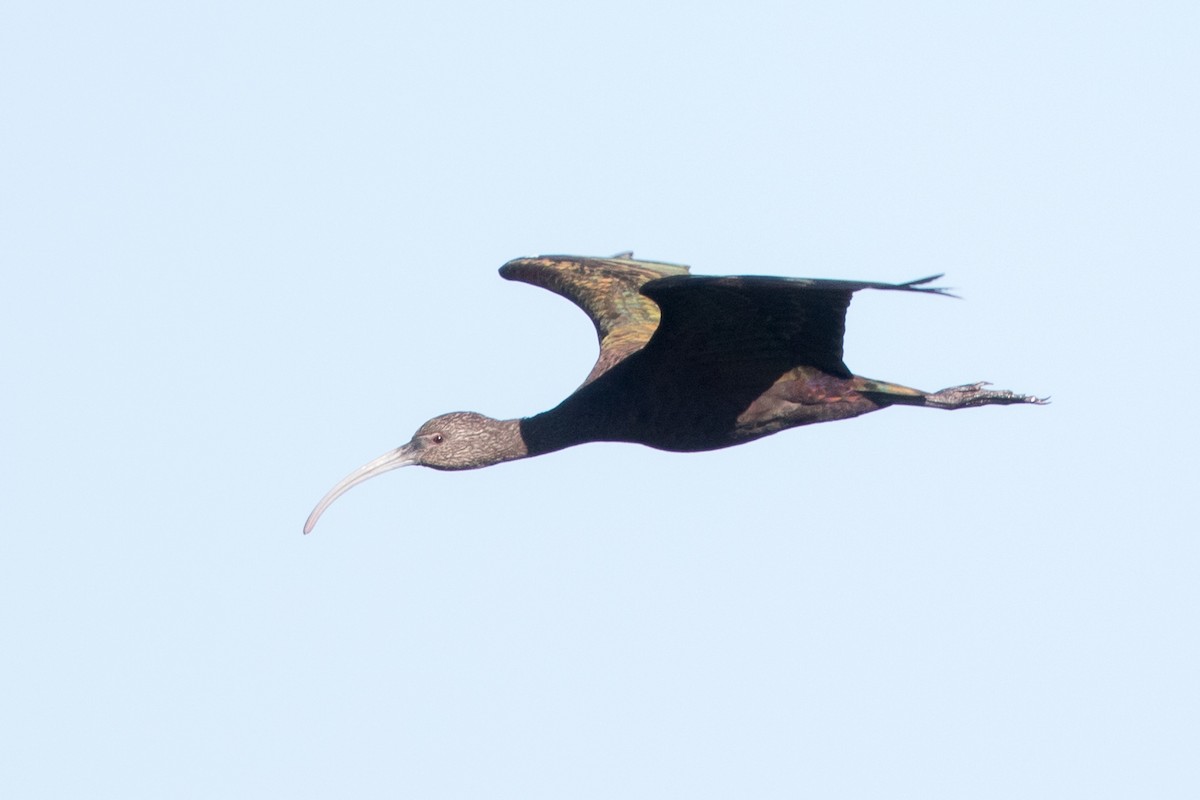 White-faced Ibis - ML46566121