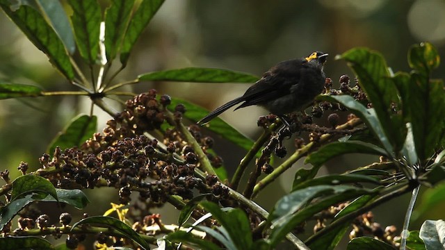 Smoky Honeyeater - ML465663