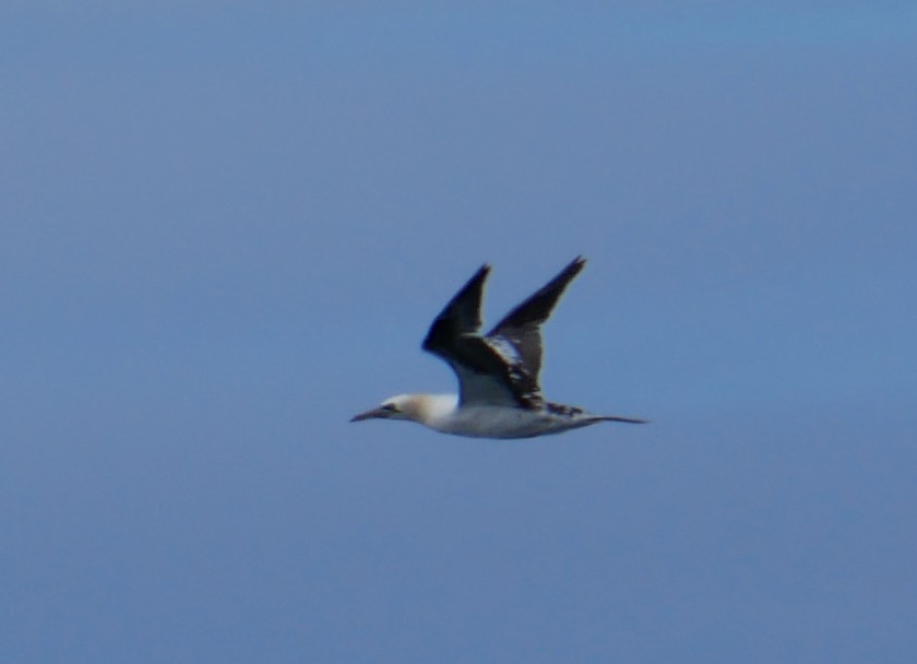 Northern Gannet - Dan Soberg