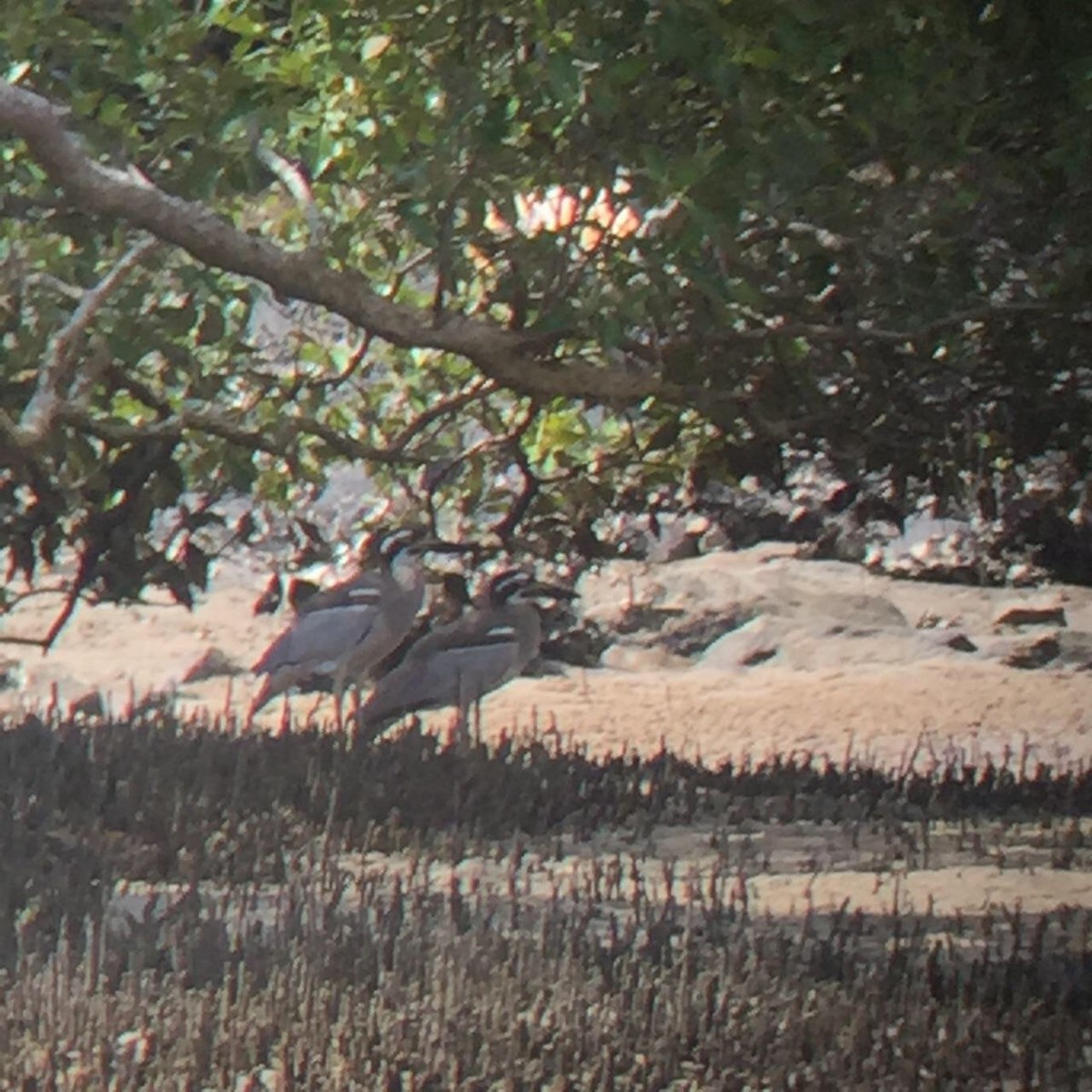 Beach Thick-knee - ML46566431