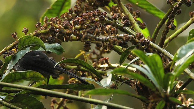 Smoky Honeyeater - ML465665