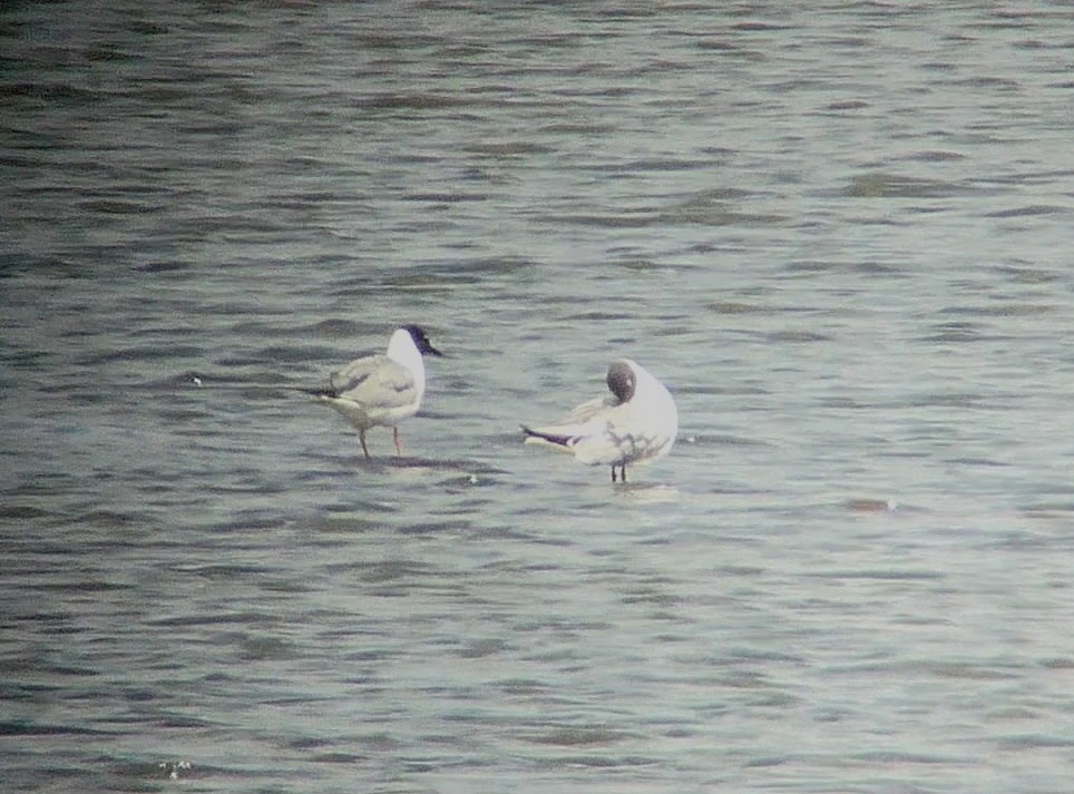 Bonaparte's Gull - ML465666111