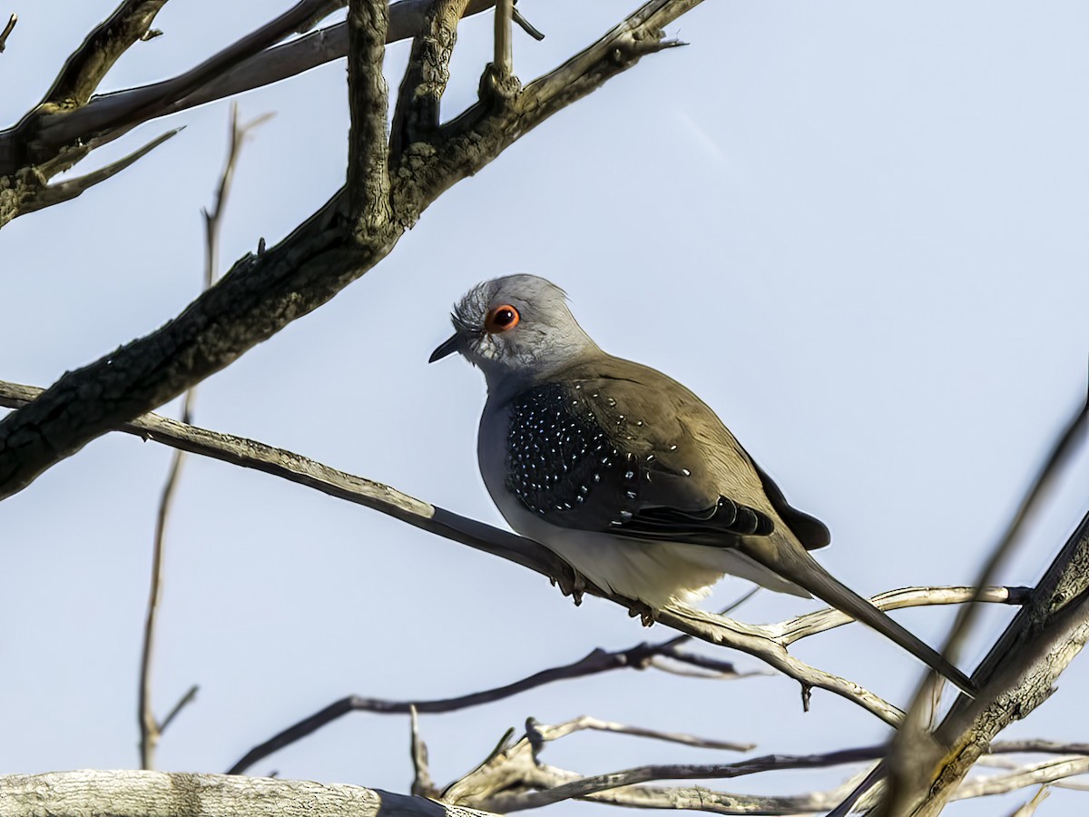 Diamond Dove - ML465666441