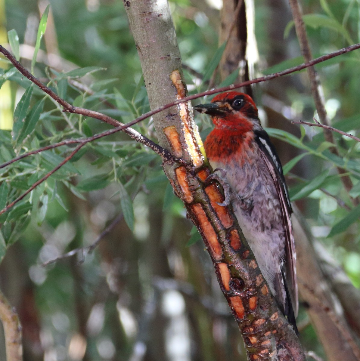 Red-breasted Sapsucker - ML465670471