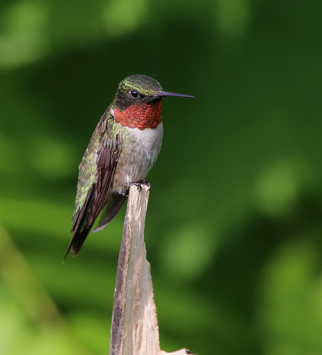 Ruby-throated Hummingbird - ML465672071