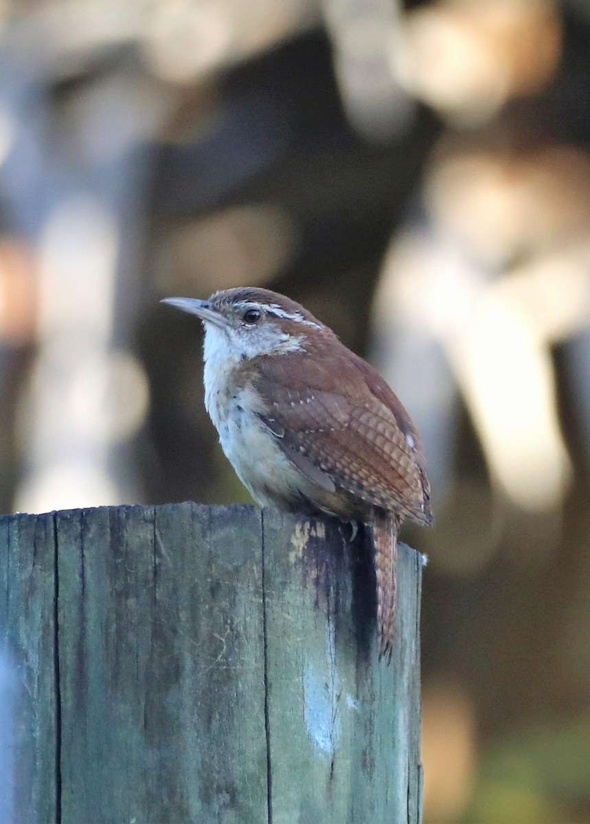 Carolina Wren - ML465672731