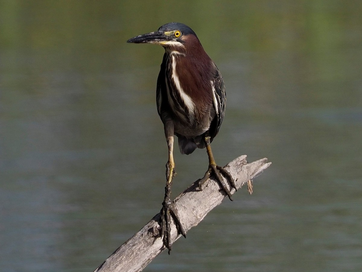 Green Heron - ML465672871