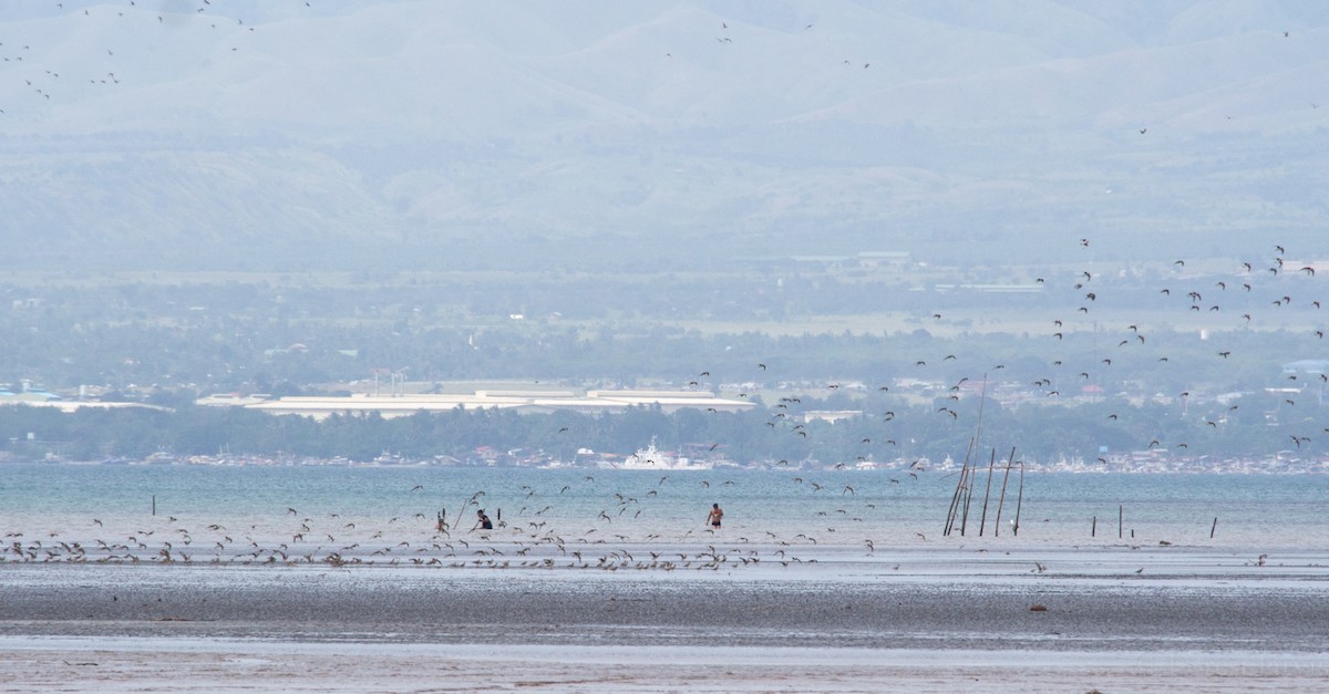 Pacific Golden-Plover - ML46567511