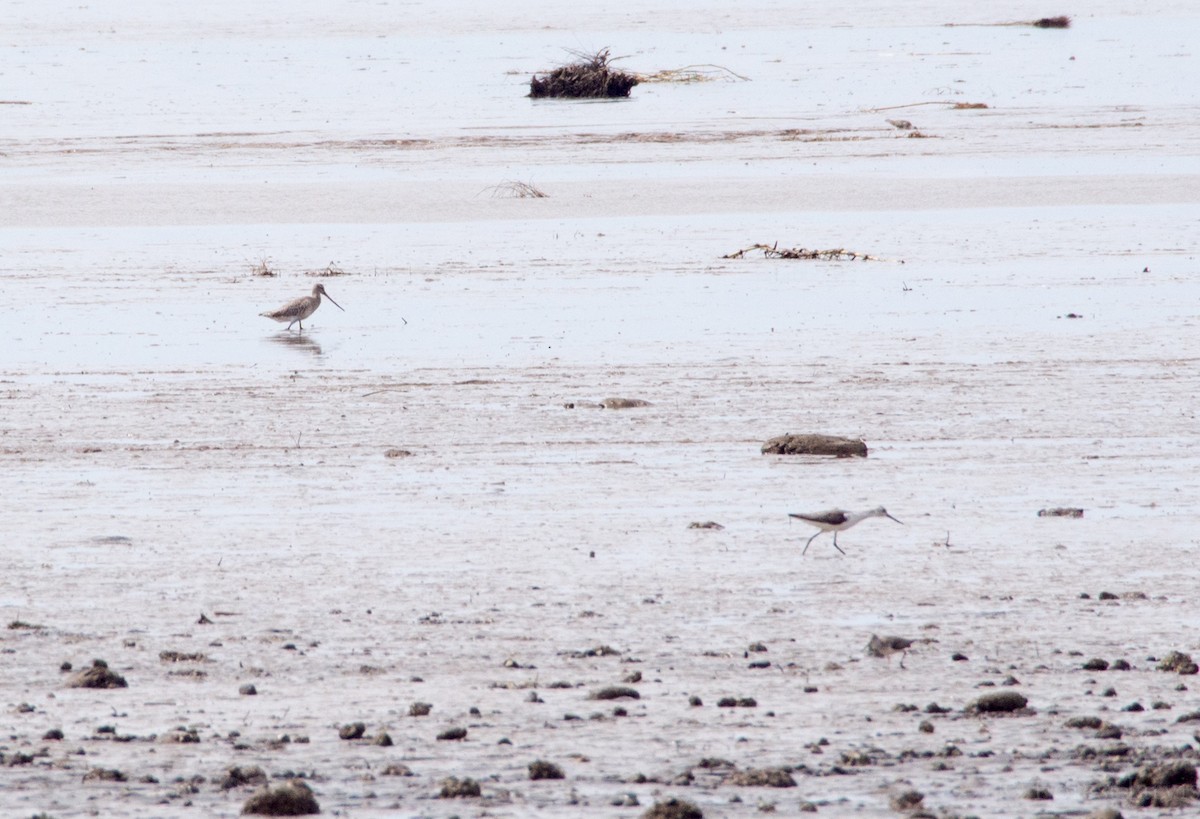 Bar-tailed Godwit - Forest Botial-Jarvis