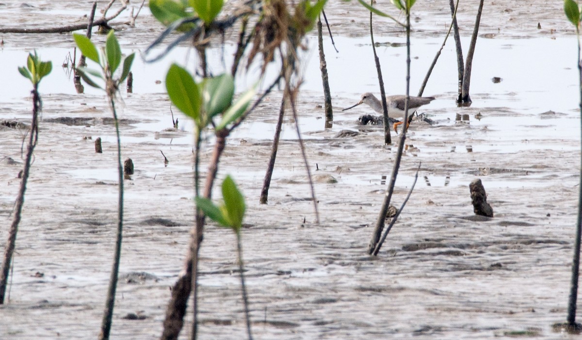 Terek Sandpiper - Forest Botial-Jarvis