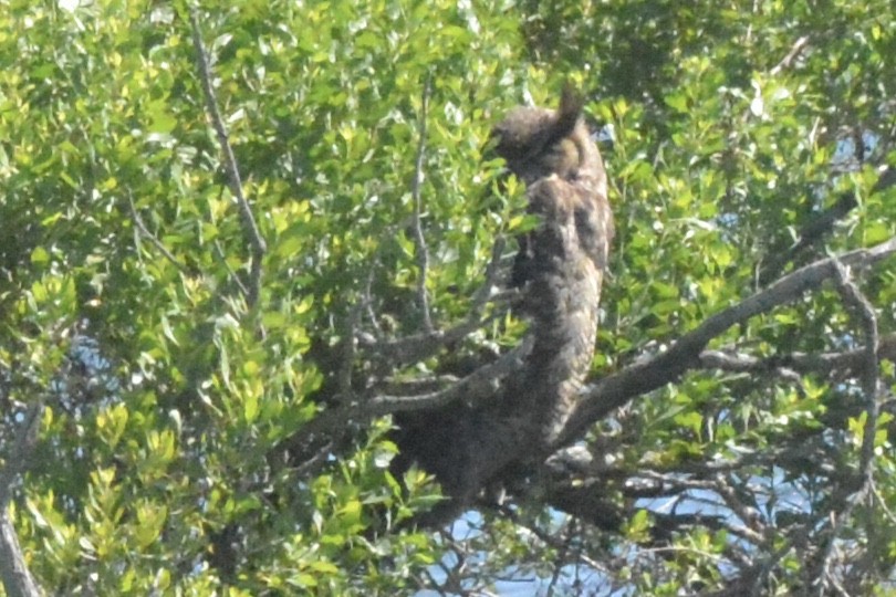 Great Horned Owl - ML465675441