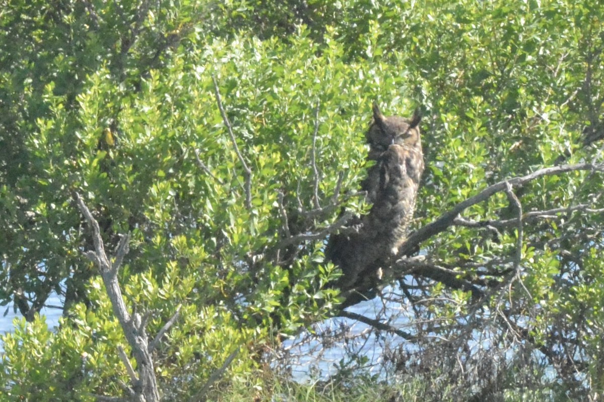 Great Horned Owl - ML465675531