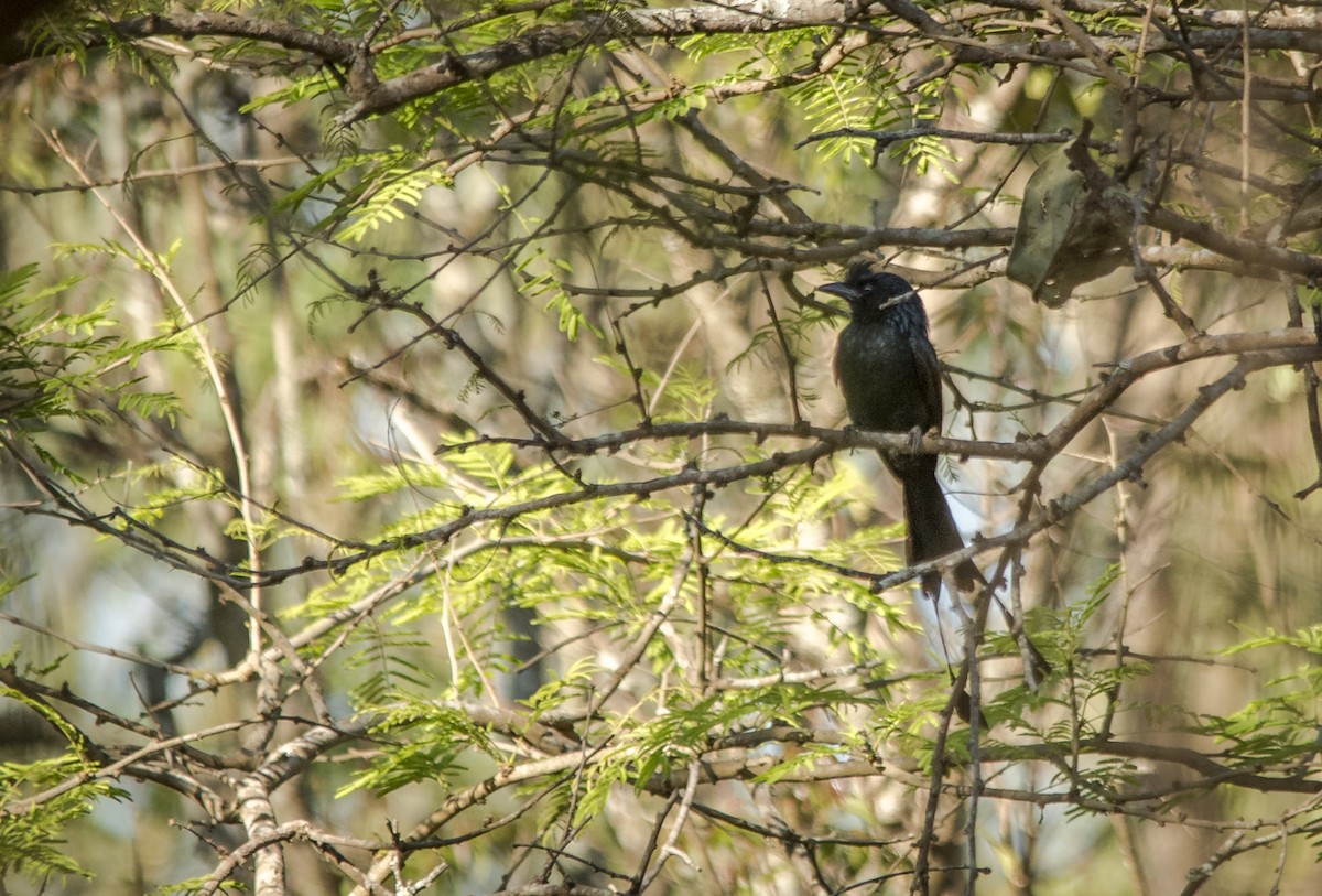 Greater Racket-tailed Drongo - Sivaguru Noopuran PRS