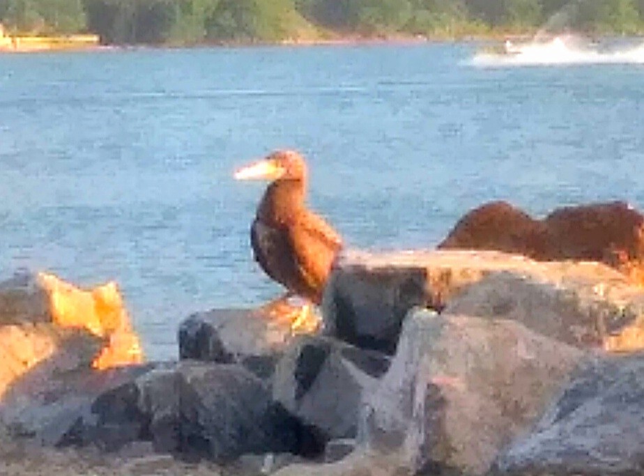 Brown Booby - ML465676401