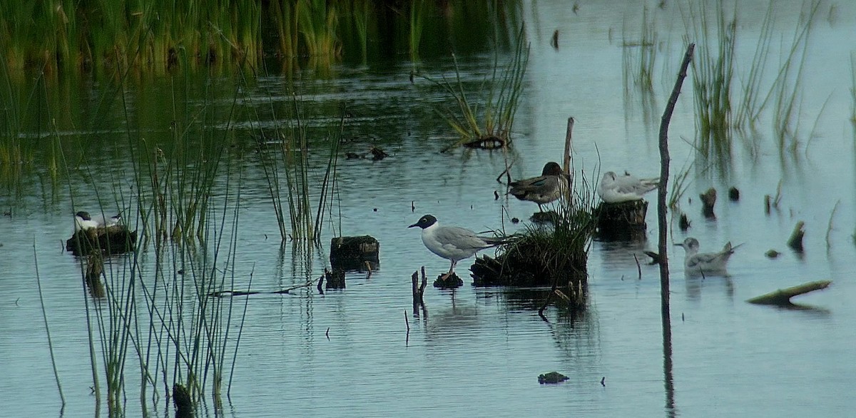 Bonaparte's Gull - ML465676711