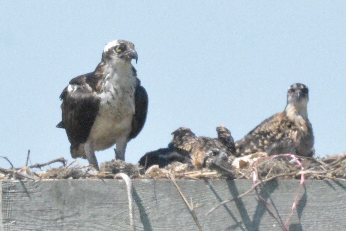 Osprey - Mark Witmer