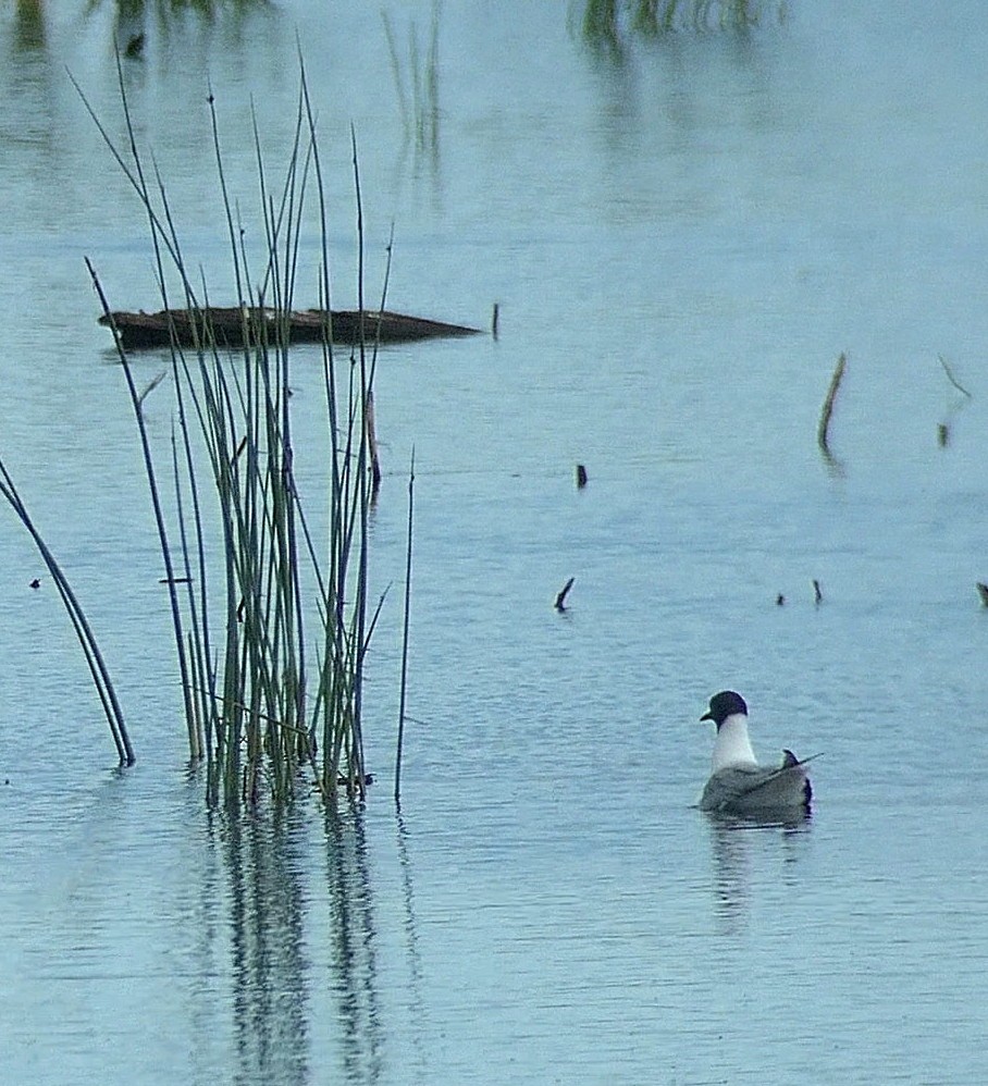 Bonaparte's Gull - ML465677131