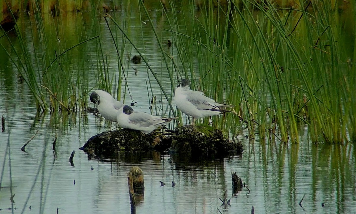 Bonaparte's Gull - ML465677291