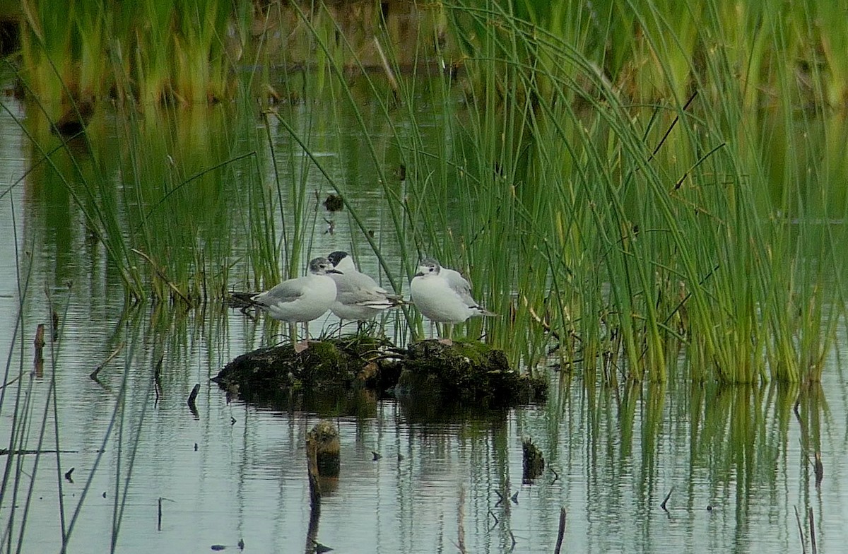 Bonaparte's Gull - ML465677451