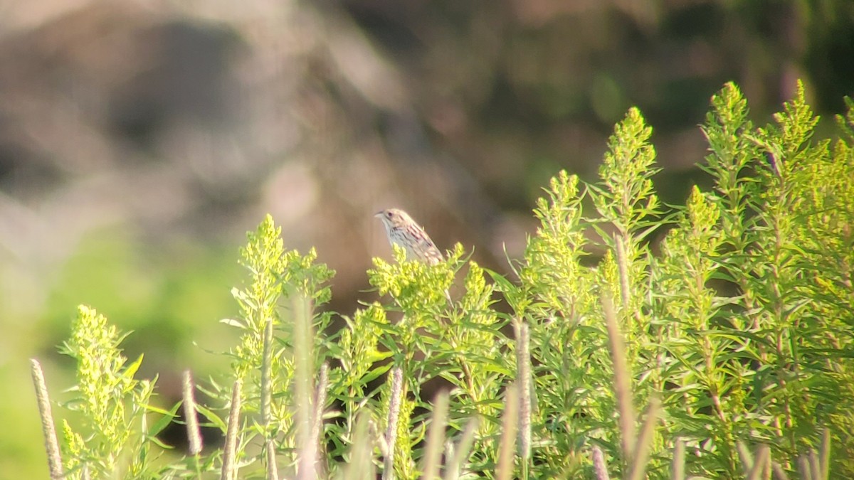 Henslow's Sparrow - ML465678701