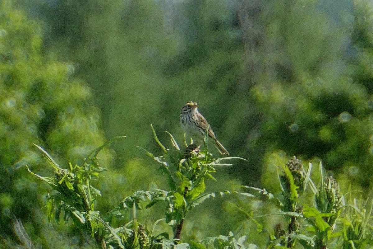 Savannah Sparrow - ML465678791