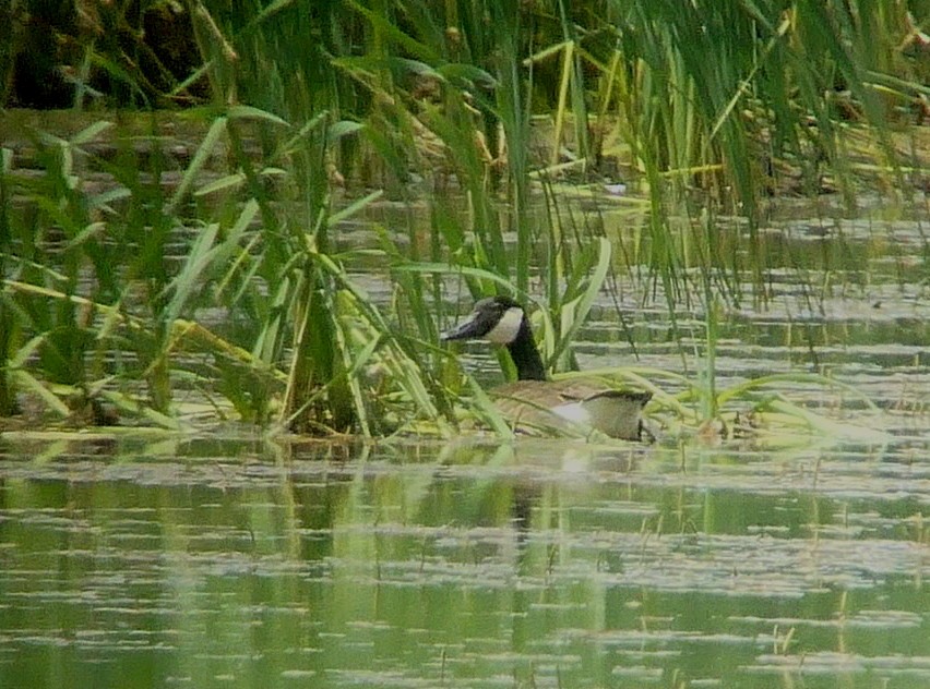 Канад галуу - ML465678861