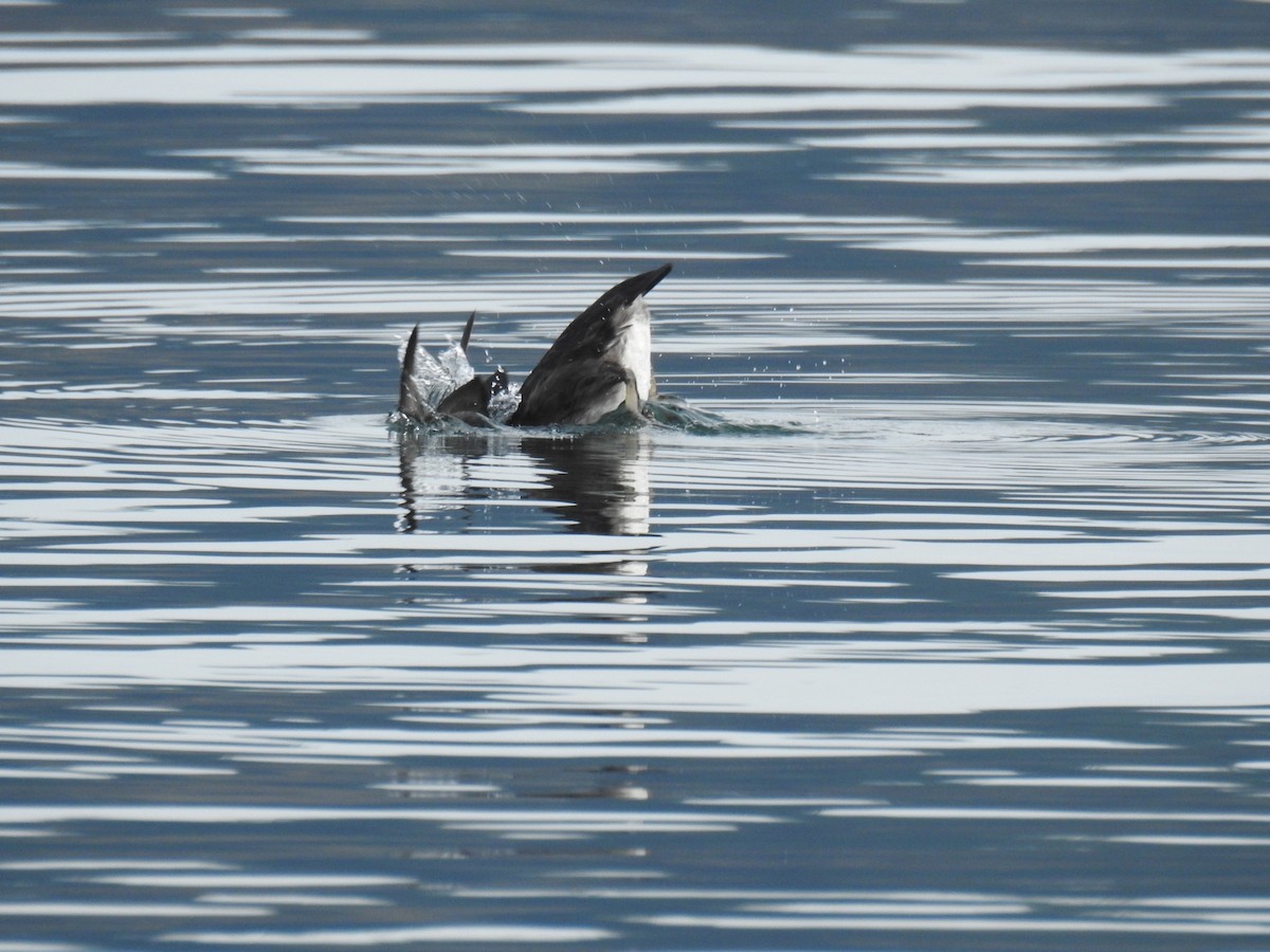 Rhinoceros Auklet - Jody  Wells