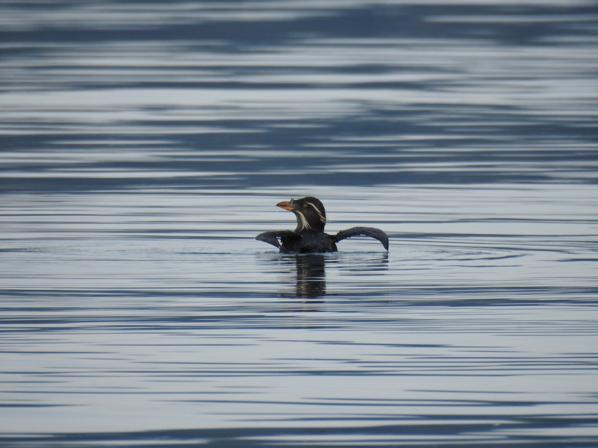 Rhinoceros Auklet - Jody  Wells