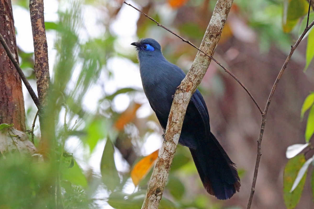 Cúa Azul - ML46568291