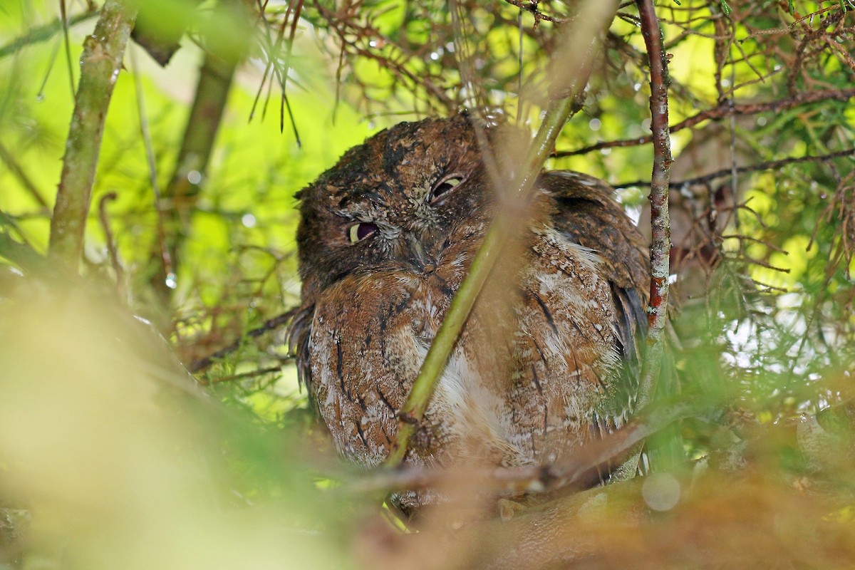 Petit-duc malgache (rutilus) - ML46568311