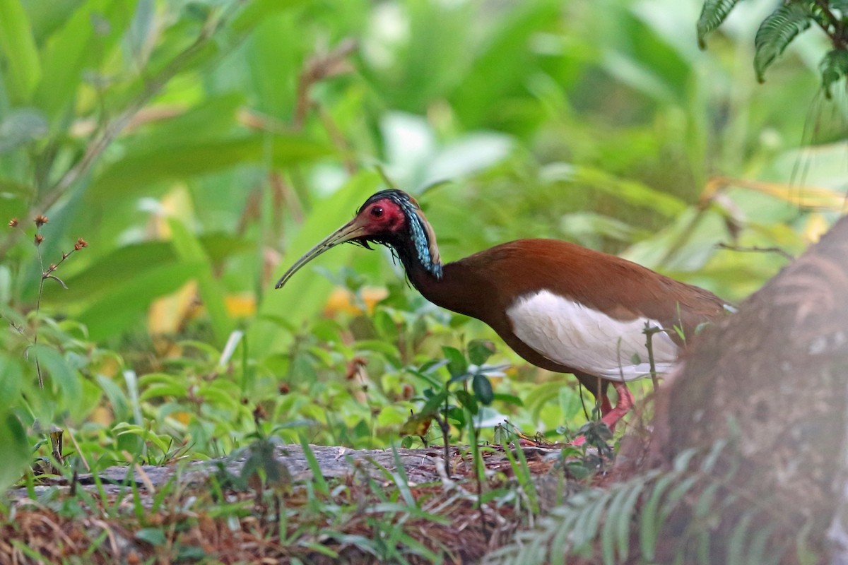 Madagascar Ibis - Nigel Voaden