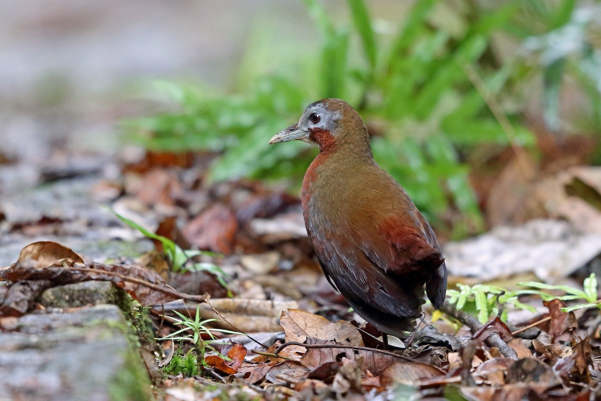 Madagascar Forest Rail - ML46568341