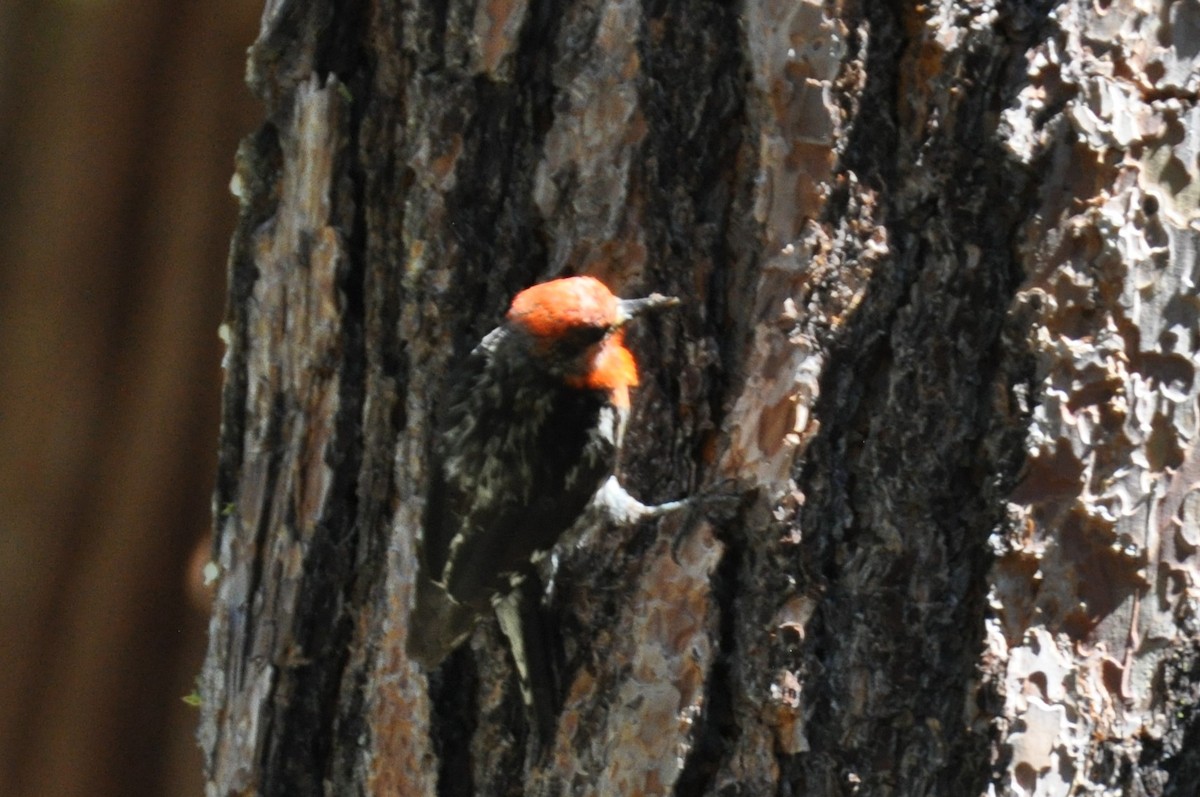 Red-breasted Sapsucker - ML465683441