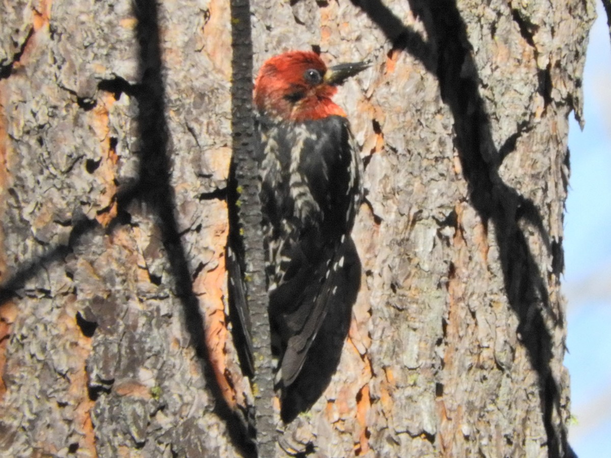 Red-breasted Sapsucker - ML465683471