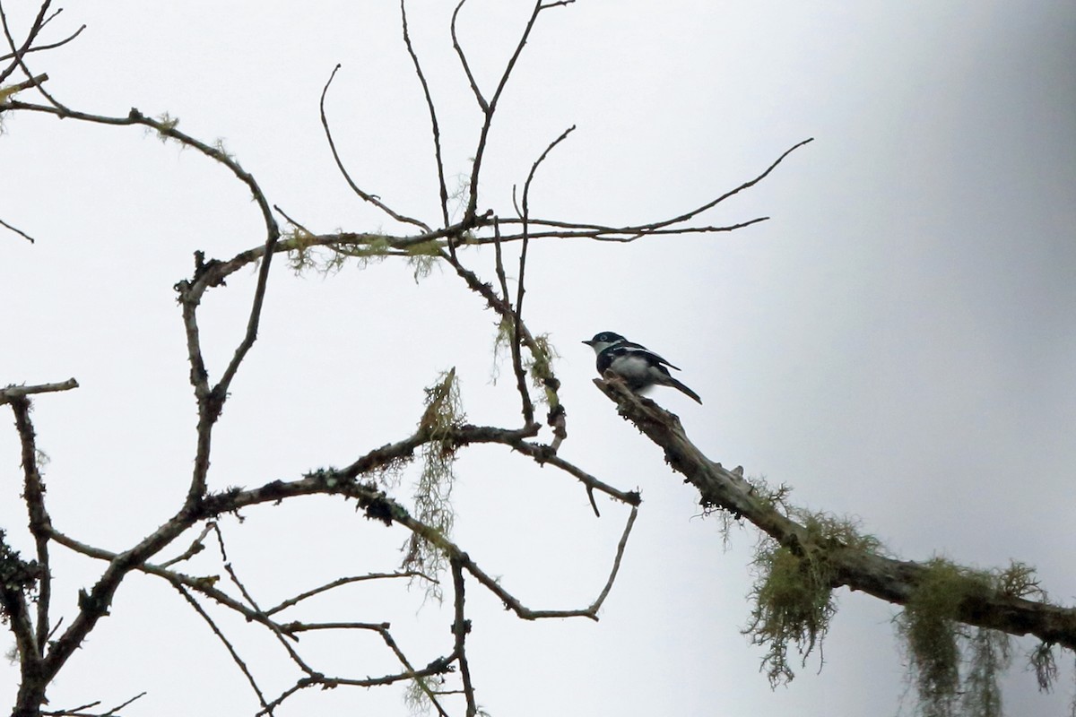 Ward's Flycatcher - ML46568361